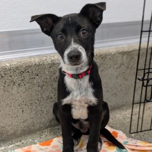 This little 4-month-old bundle of joy Flipper is part of an adorable litter full of tail-wagging 