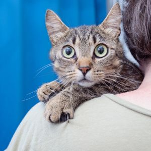 Nidoran is a thoughtful observant 1-year-old cat whos looking for a calm place to call her own Sh