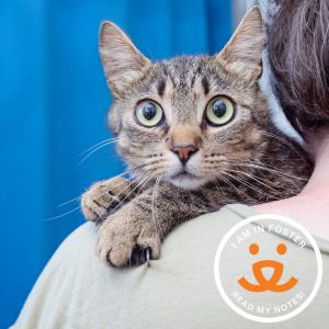 Nidoran is a thoughtful observant 1-year-old cat whos looking for a calm place to call her own Sh