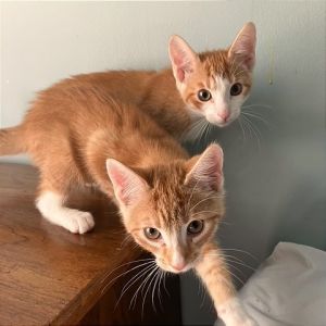 Dude (formerly Derrick) Domestic Short Hair Cat