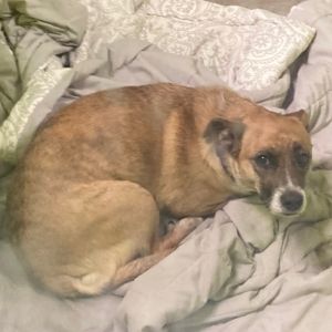 Florence Shepherd Dog