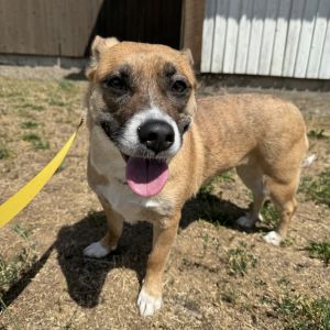 Florence Shepherd Dog