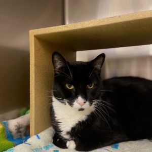 Monte Domestic Short Hair Cat