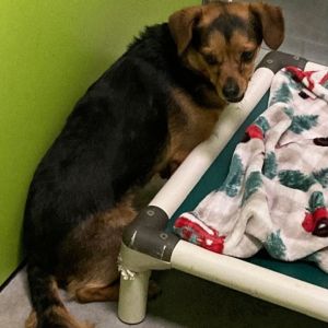 Max Chihuahua Dog