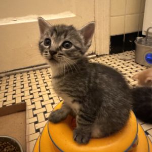 Itsy Domestic Short Hair Cat