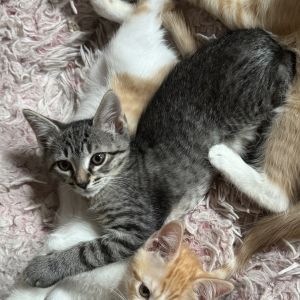 Itsy Domestic Short Hair Cat