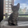 Itsy photo 3
