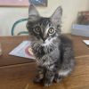 Bitsy photo 1