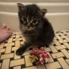 Bitsy photo 2