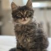 Bitsy photo 3