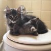 Bitsy photo 4