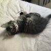Bitsy photo 5