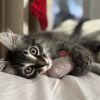 Bitsy photo 6