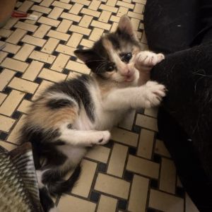 Smol American Shorthair Cat