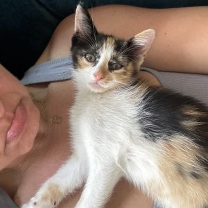 If there were ever a more perfect little girl kitten we havent found her yet Smol is the tiniest 