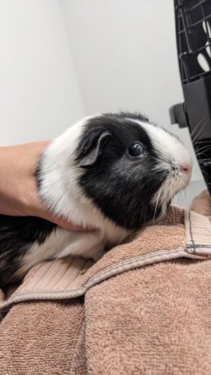 Rumpus, Adult Female Guinea Pig