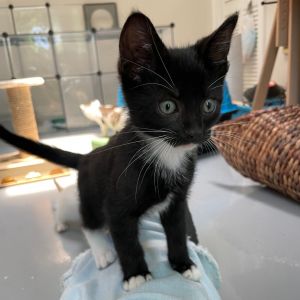 Breanna Stewart, Baby Male Domestic Short Hair