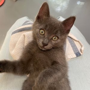 A&#39;ja Wilson, Baby Female Domestic Short Hair