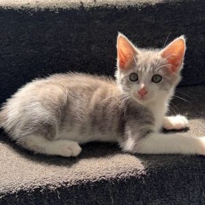 Athena, Baby Female Domestic Short Hair
