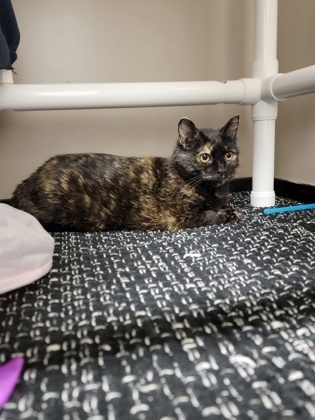 Dr Pepper, an adoptable Domestic Short Hair in Fergus Falls, MN, 56537 | Photo Image 1
