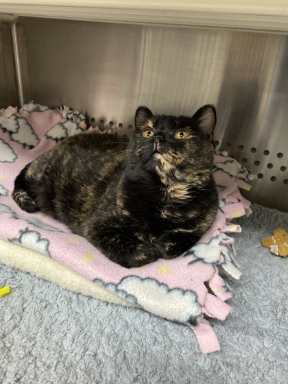 Dr Pepper, an adoptable Domestic Short Hair in Fergus Falls, MN, 56537 | Photo Image 1