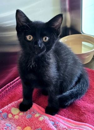 Bluegrass, Baby Male Domestic Short Hair