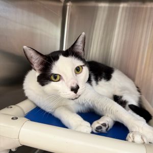 Larry, Adult Male Domestic Short Hair