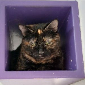 Pippy, Adult Female Domestic Short Hair