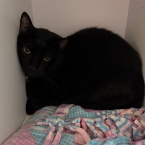 Punkin, Adult Male Domestic Short Hair