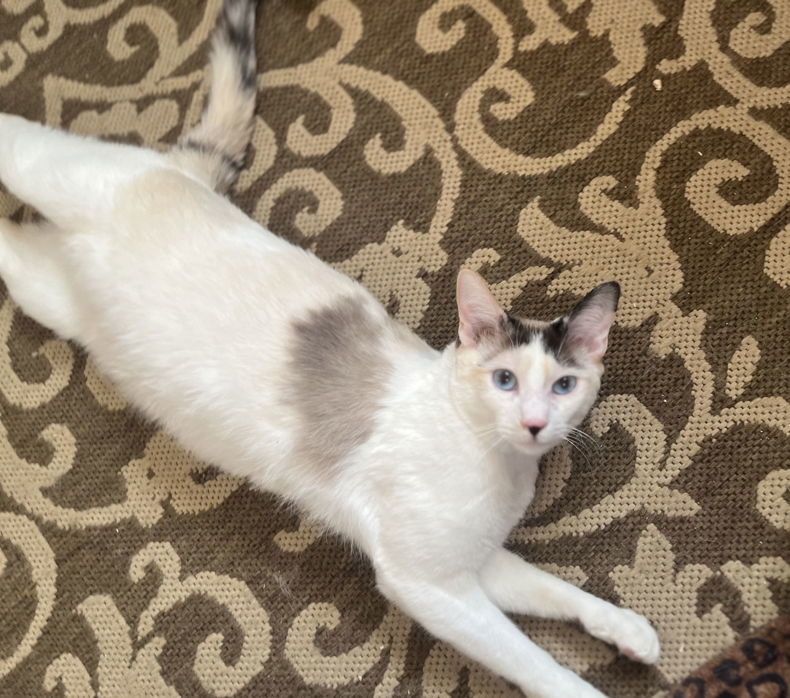 Zut (Grand Junction)