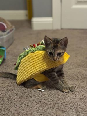 Taylor Frankie Paul, Baby Female Tabby