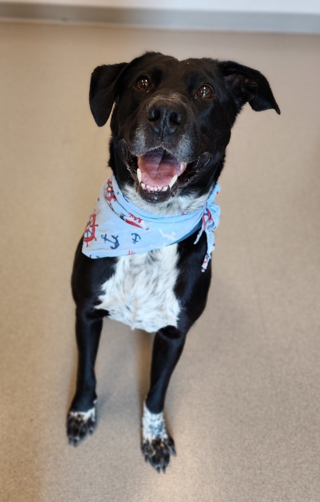 Ryker, an adoptable Labrador Retriever in Superior, WI, 54880 | Photo Image 1