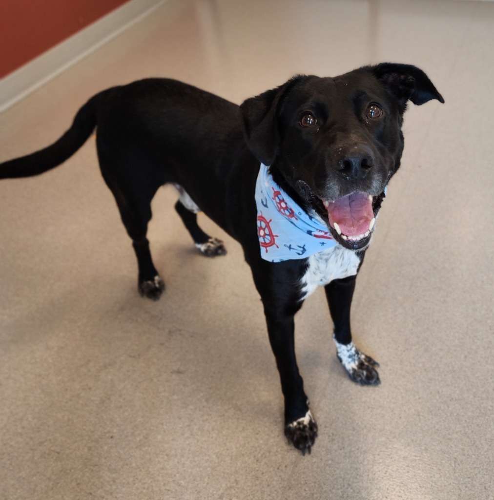 Ryker, an adoptable Labrador Retriever in Superior, WI, 54880 | Photo Image 2