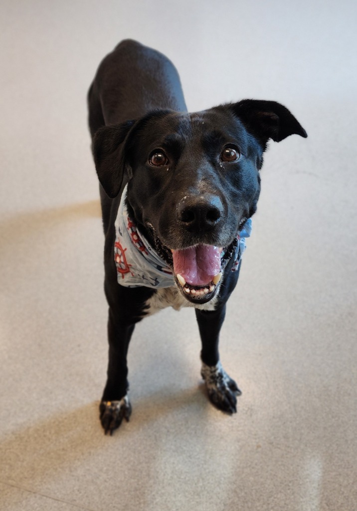 Ryker, an adoptable Labrador Retriever in Superior, WI, 54880 | Photo Image 3
