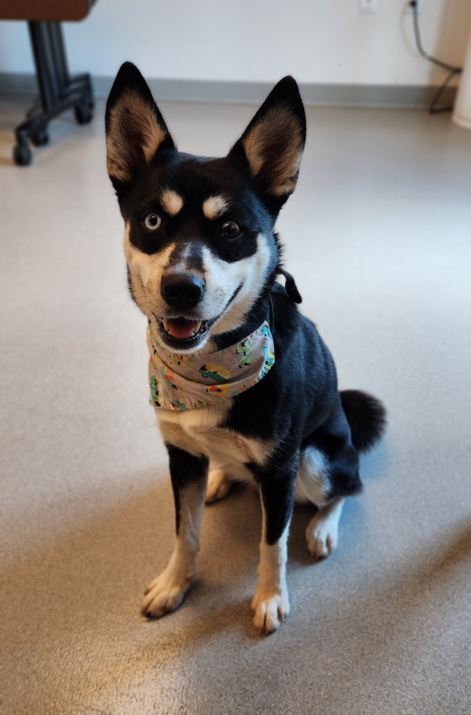 Neiko, an adoptable Husky in Superior, WI, 54880 | Photo Image 1
