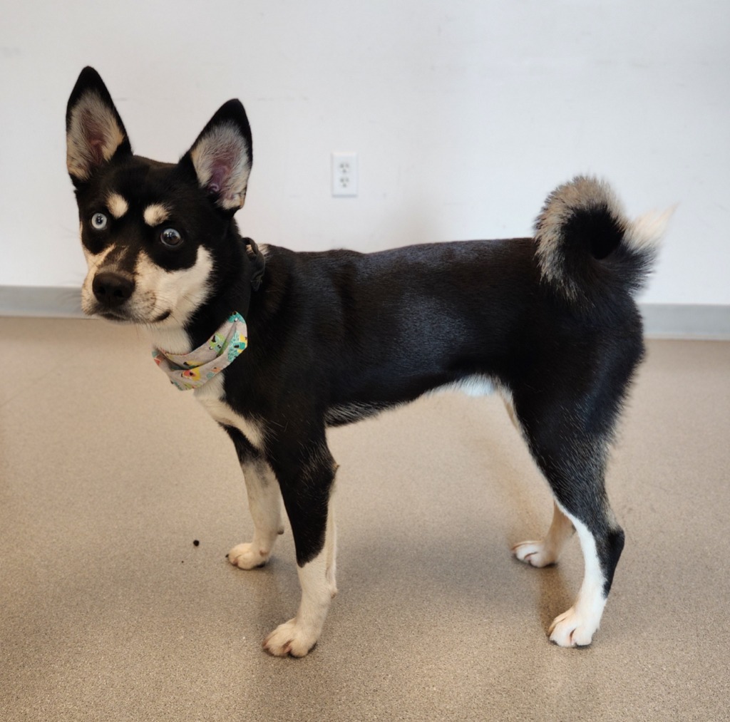 Neiko, an adoptable Husky in Superior, WI, 54880 | Photo Image 2