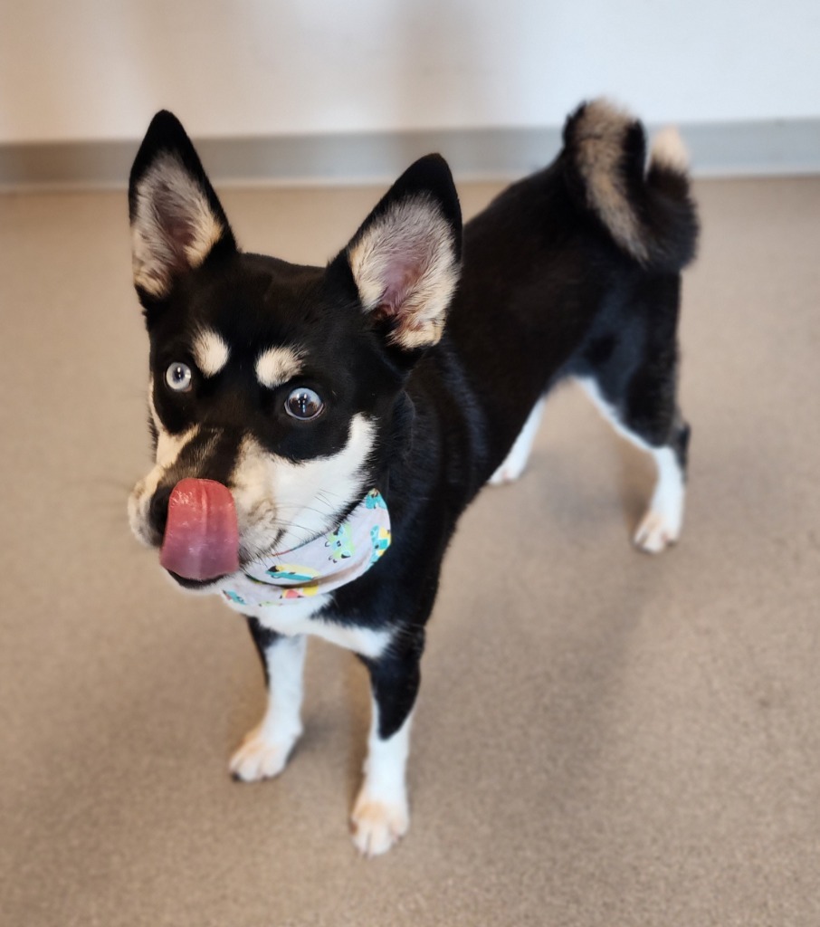 Neiko, an adoptable Husky in Superior, WI, 54880 | Photo Image 3