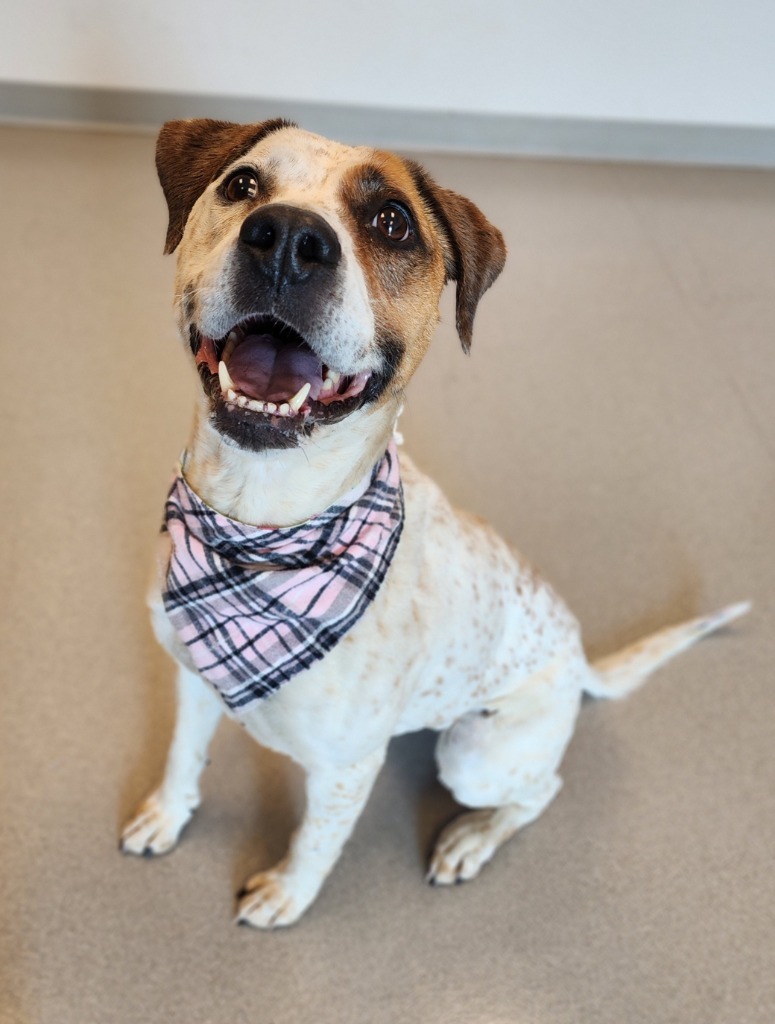 Tilly, an adoptable Cattle Dog in Superior, WI, 54880 | Photo Image 1