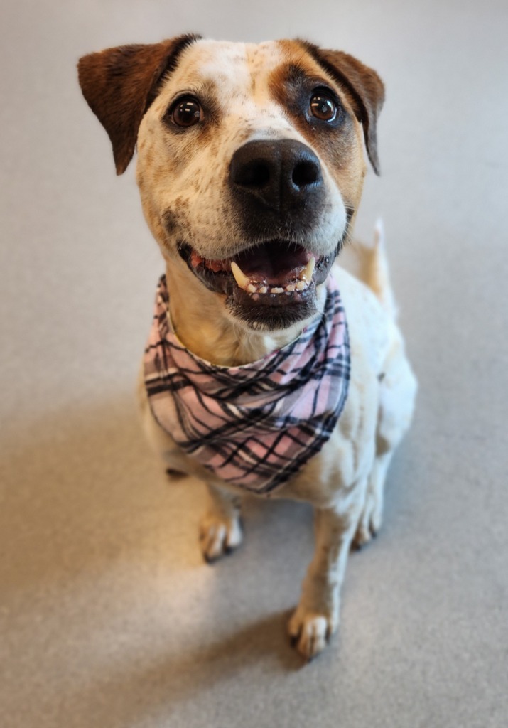 Tilly, an adoptable Cattle Dog in Superior, WI, 54880 | Photo Image 2