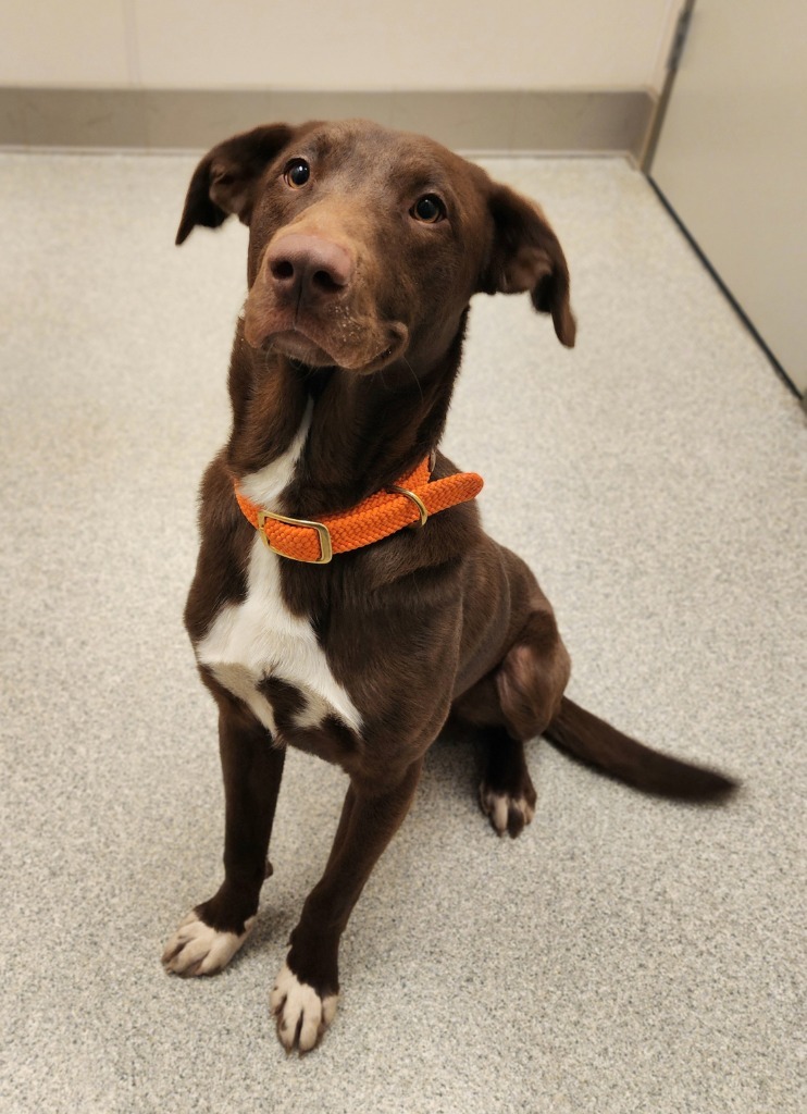 Eli, an adoptable Labrador Retriever in Superior, WI, 54880 | Photo Image 1
