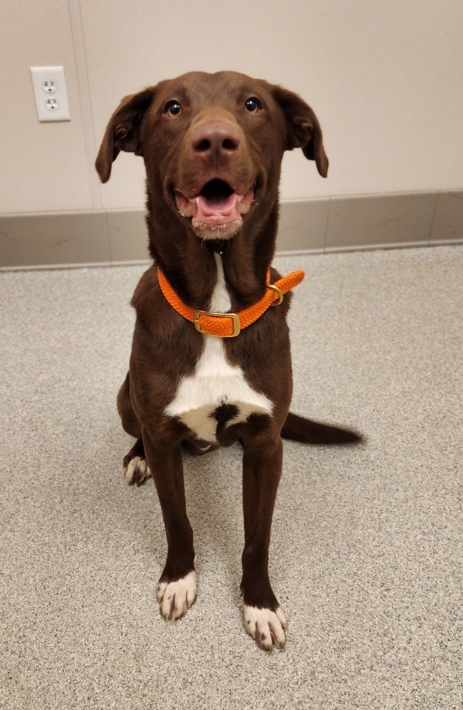 Eli, an adoptable Labrador Retriever in Superior, WI, 54880 | Photo Image 2