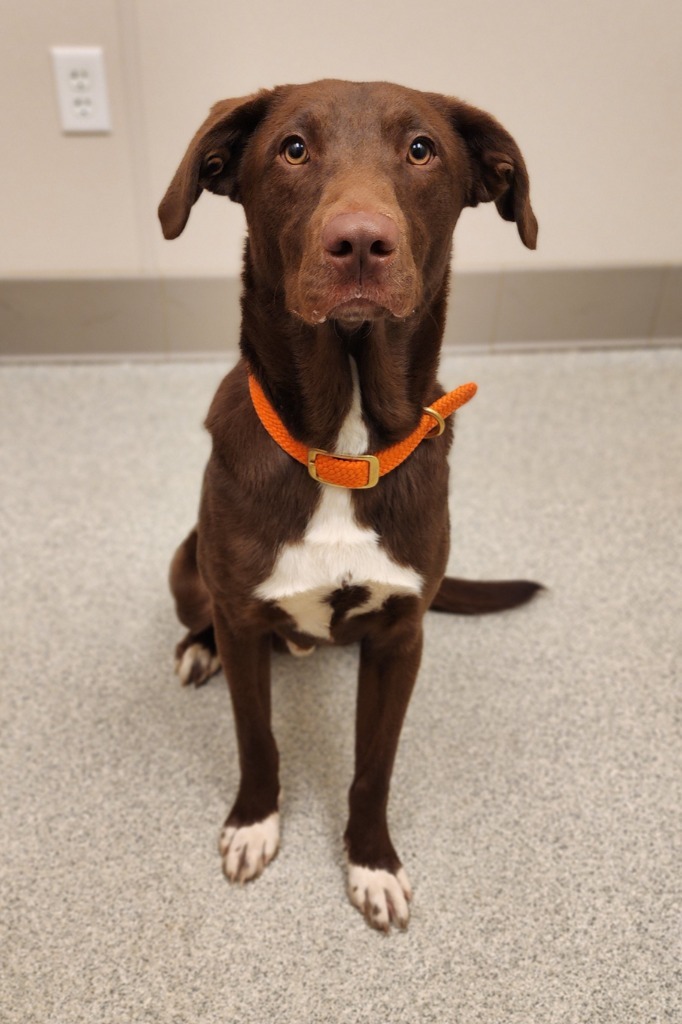 Eli, an adoptable Labrador Retriever in Superior, WI, 54880 | Photo Image 3