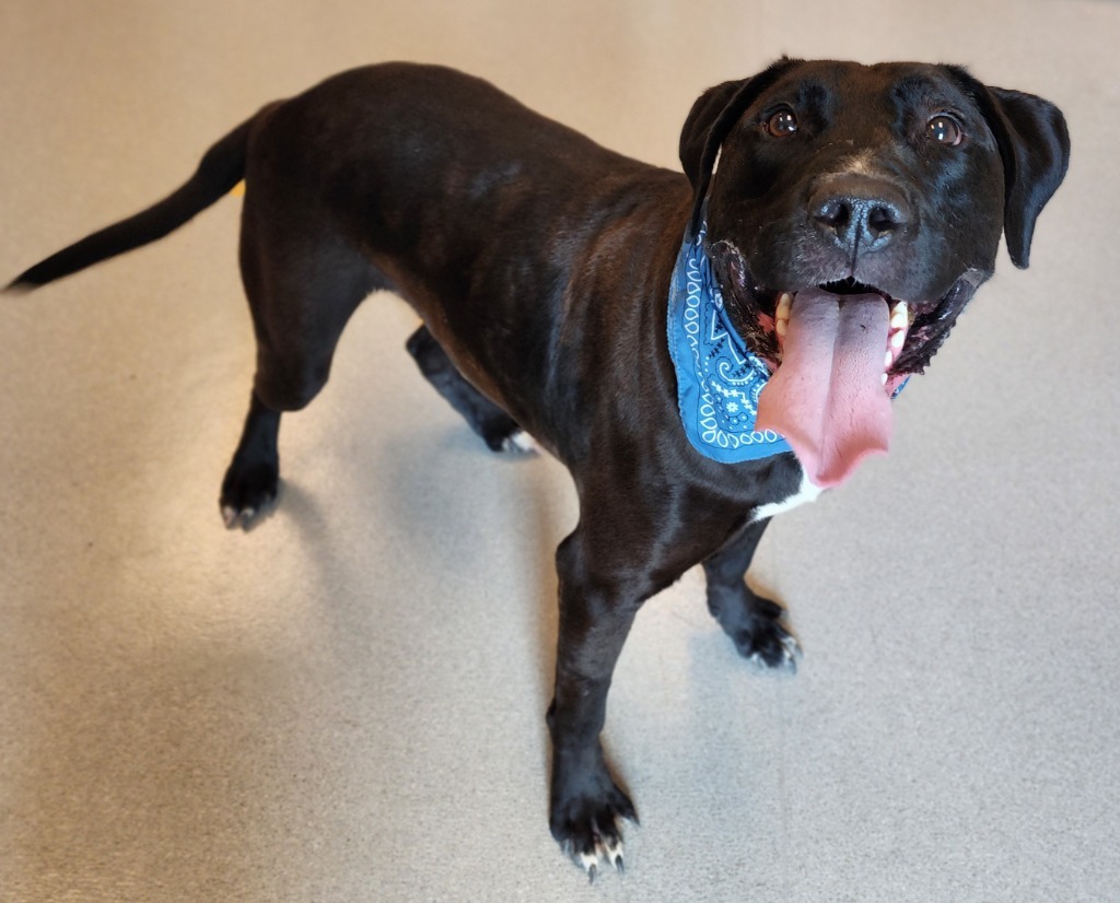 Rowdy, an adoptable Labrador Retriever in Superior, WI, 54880 | Photo Image 1