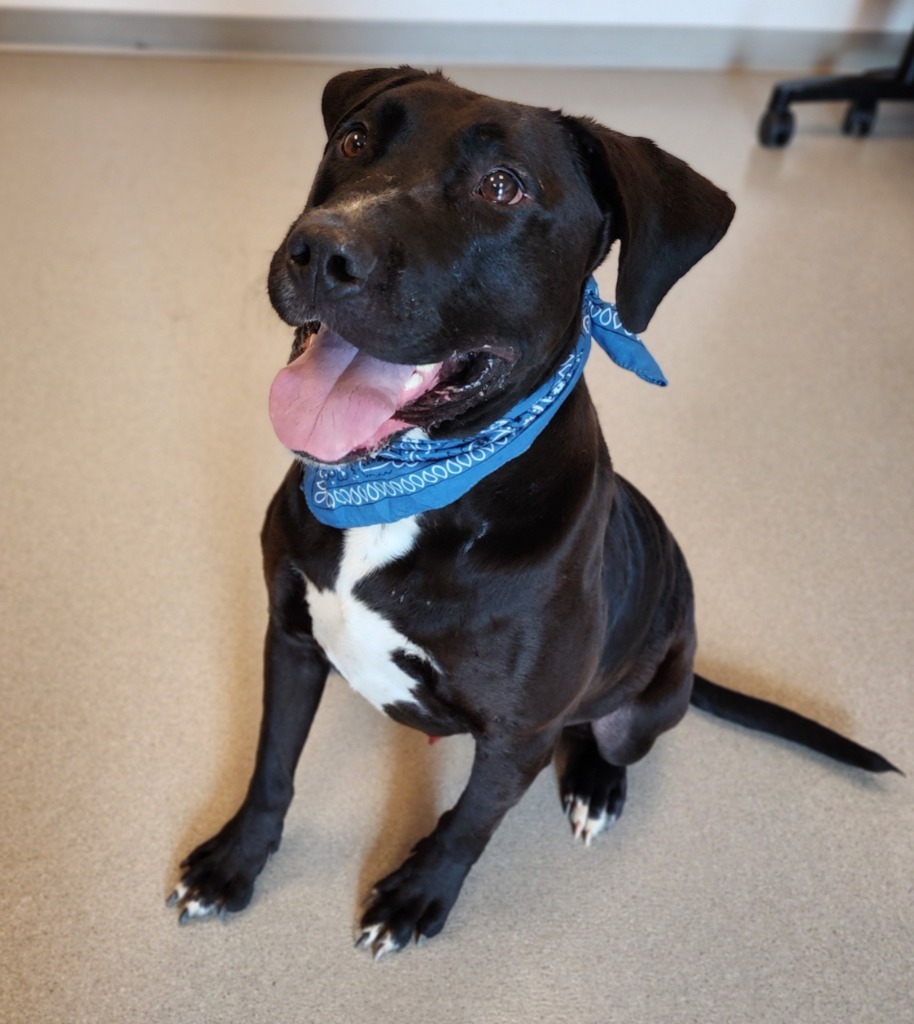 Rowdy, an adoptable Labrador Retriever in Superior, WI, 54880 | Photo Image 2