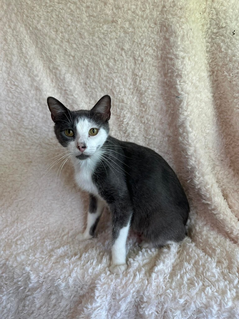 Lila