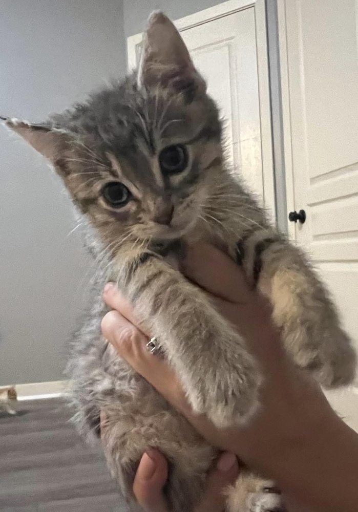 AC Timmy (Hooper kitten)