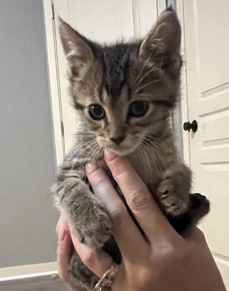 AC Leo (Hooper kitten)