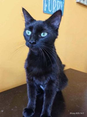 Camellia, Adult Female Domestic Medium Hair