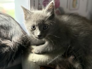 Gardenia, Baby Female Domestic Short Hair