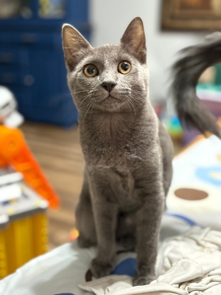 unoa 【Victorian cats Blue green】 Cat for adoption - Gardenia, a Domestic Short Hair Mix in